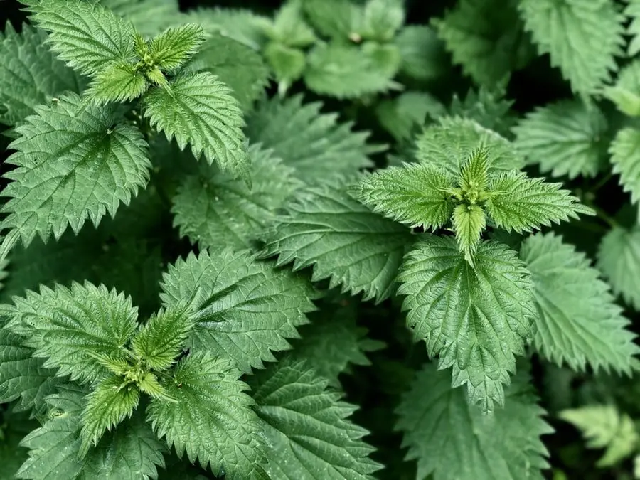 Wild nettle raw material